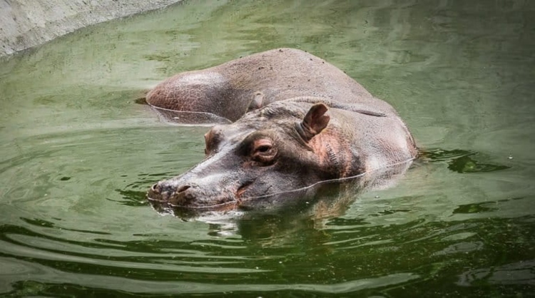 La Isla del Silencio pierde su tradición pesquera ante la especie invasora