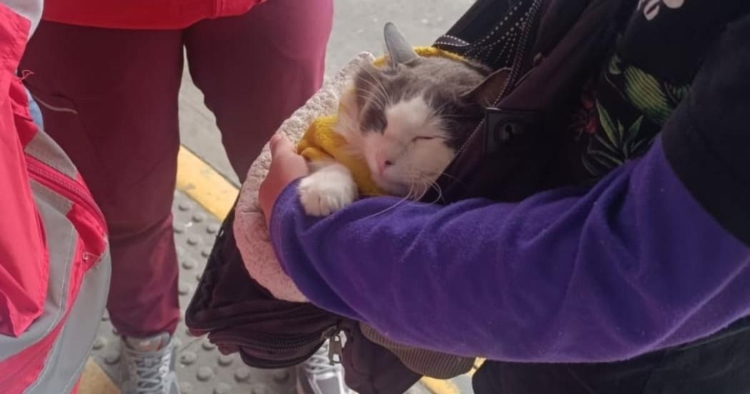 Rescatan a un felino víctima de explotación y mendicidad en Bogotá