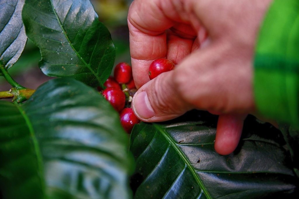 pexels-bayawe-coffee-nomad-456337-1187761