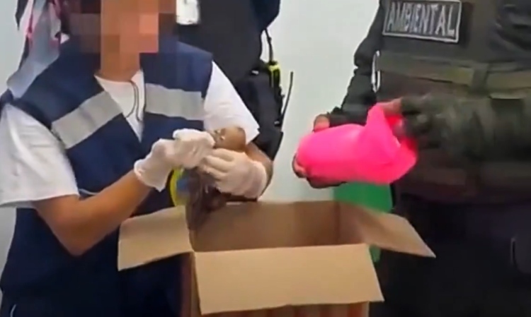 Autoridades detienen en el aeropuerto de Cartagena a una pareja por traficar monos bebé ocultos en s