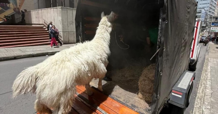 Autoridades rescatan a una llama víctima de maltrato y descuido en el Parque Santander