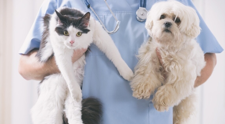 Bogotá abre 4.500 cupos gratuitos de esterilización para perros y gatos en mayo