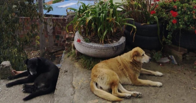 Bogotá fortalece la protección animal con la estrategia _Grracias Totales_ y el apoyo a 25 refugios