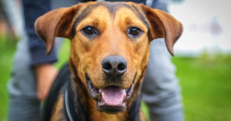 Bogotá lanza jornadas especiales de adopción de mascotas para celebrar el mes de las madres