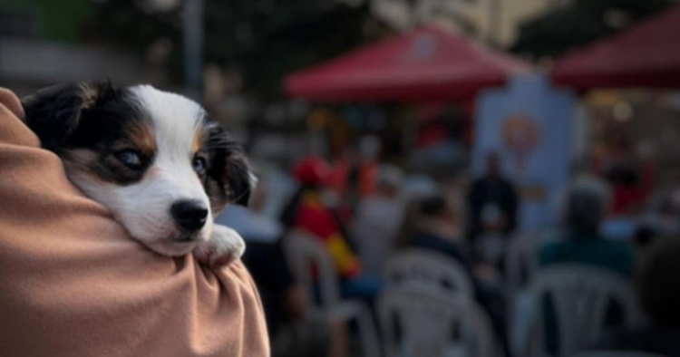 La Unidad de Cuidado Animal en Engativá extiende su servicio para fortalecer la protección de perros