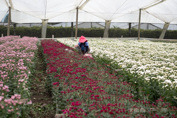 Dia de La Madre- Plan Pétalo Asocolflores- Colombia-
