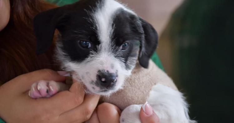 Suba fortalece el bienestar animal con la inauguración de la nueva Casa PYBA en el barrio El Rincón