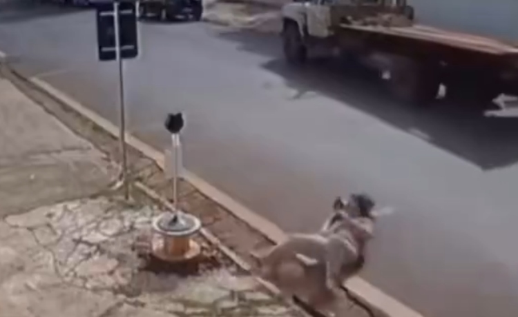Una discusión por una tarifa mínima termina con una pasajera saltando de un vehículo en Brasil