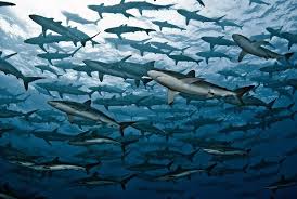 tiburones