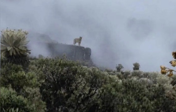 Impactante avistamiento de un puma en Boyacá revive la defensa de los ecosistemas naturales