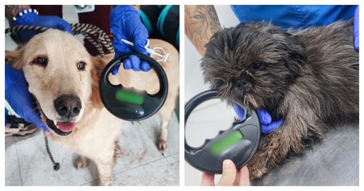 El IDPYBA y la Alcaldía de Bogotá rescatan a 32 animales