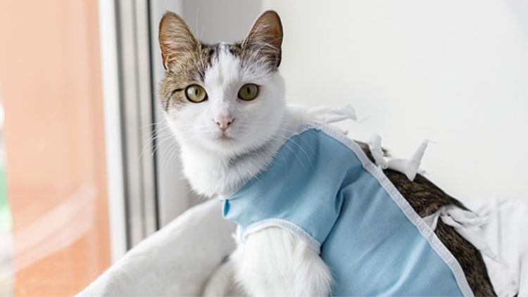 El Instituto Distrital de Protección Animal abre 8.300 cupos gratuitos de esterilización