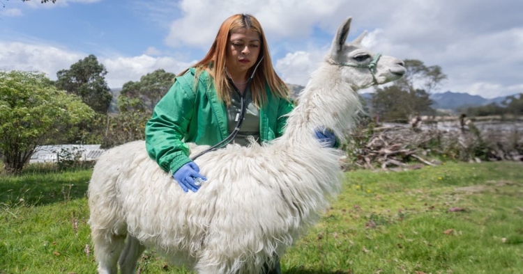 El Instituto Distrital de Protección Animal traslada a una finca