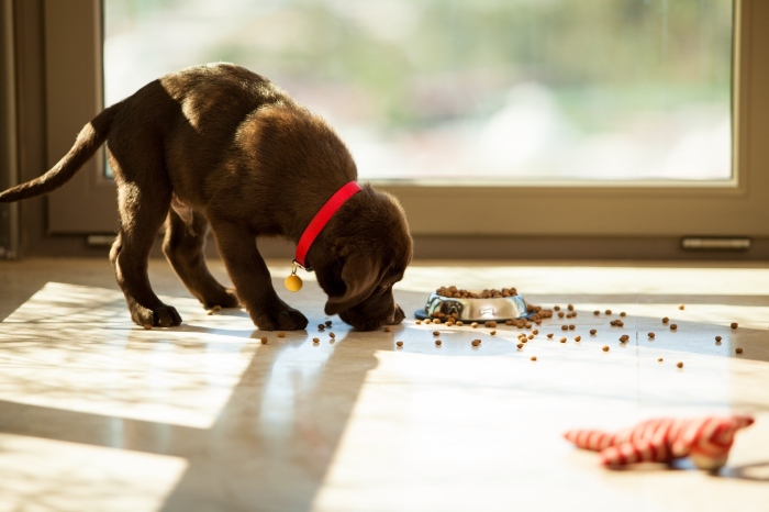 Alimentación- animales- perros- gatos- masa muscular-