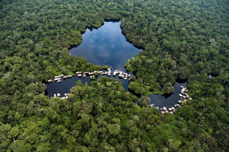Amazonía, bosque seco, Chocó y manglares_ los paisajes forestales que Colombia debe preservar para a