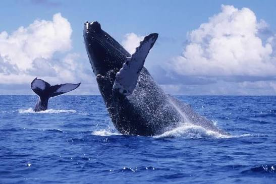 BALLENAS