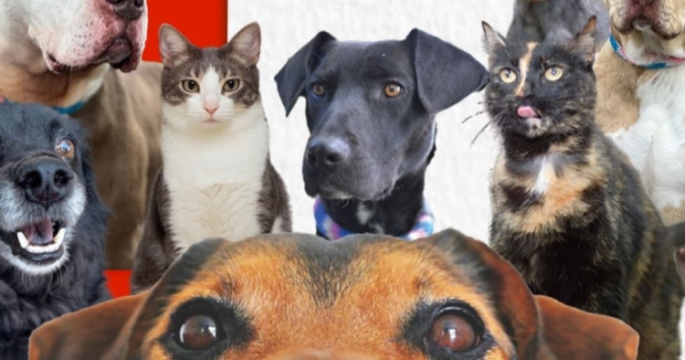 El IDIGER apoya la transformación social y el bienestar animal de cara a Expopet 2026