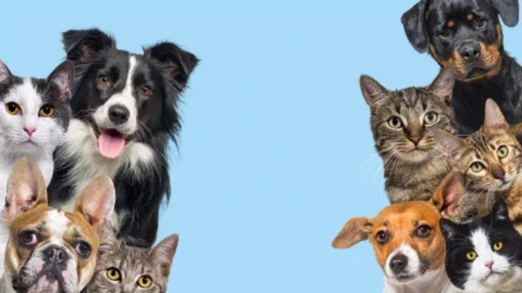 El Instituto Distrital de Protección Animal habilita un portal gratuito