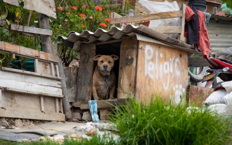 El Instituto Distrital de Protección Animal respalda el histórico fallo de la Corte Constituciona