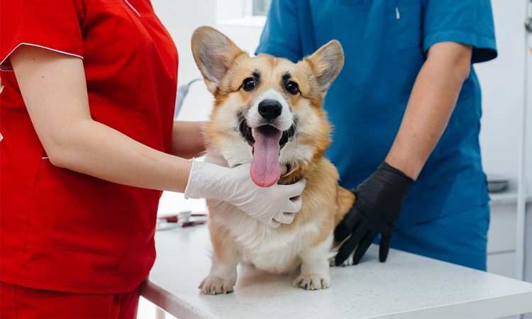 El Instituto Distrital de Protección y Bienestar Animal abre miles de cupos gratuitos de esterilizac