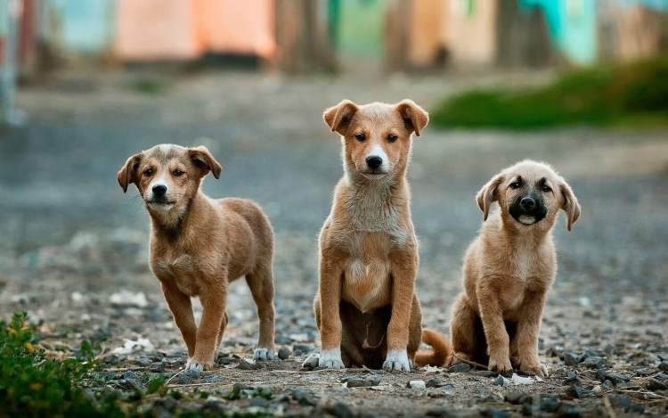 El Instituto Distrital de Protección y Bienestar Animal busca hogar parfoto-perritos-abandonados-dos