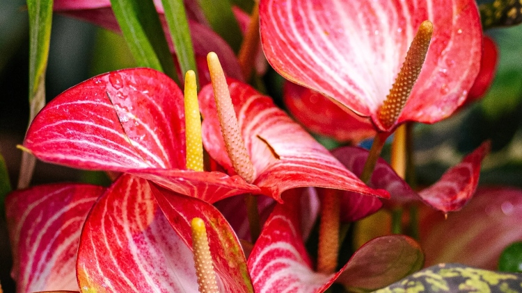 El Jardín Botánico de Bogotá reintroduce decenas de bromelias nativas