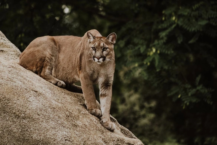 El avistamiento de un felino silvestre en los corredores rurales de Caldono
