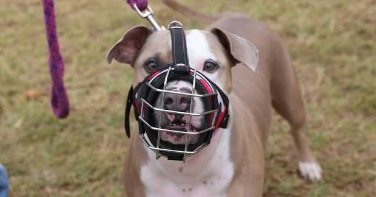 La Secretaría Distrital de Gobierno habilita el registro obligatorio para perros de manejo especial