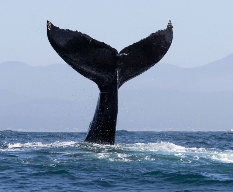 ballenas1