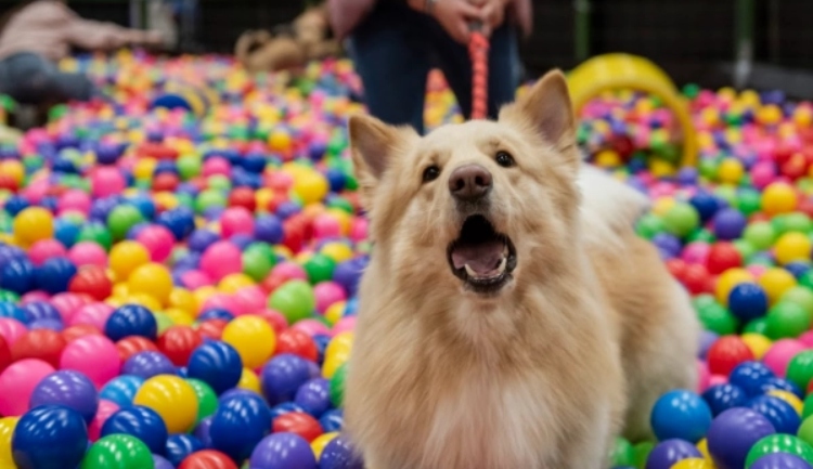 Bogotá busca concretar 101 adopciones de animales de compañía durante Expopet
