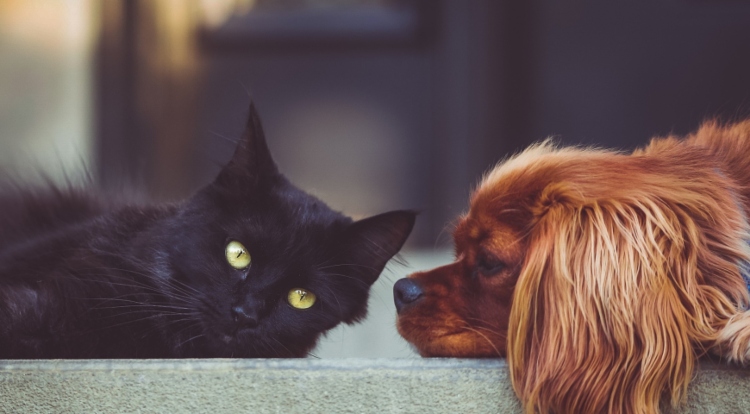 Bogotá fortalece la protección y el bienestar animal desde sus 20 localidades