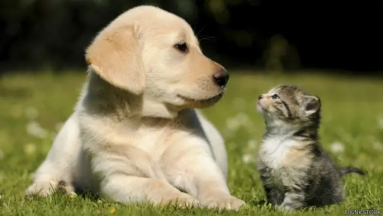 Bogotá habilita 11.000 cupos gratuitos de esterilización para perros y gatos durante septiembre