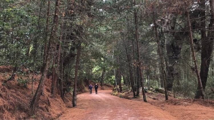 El IDRD acata la medida preventiva de la CAR y refuerza la protección ambiental