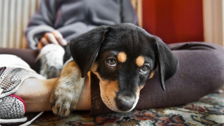 El Instituto de Protección Animal habilita más de 12.000 cupos gratuitos