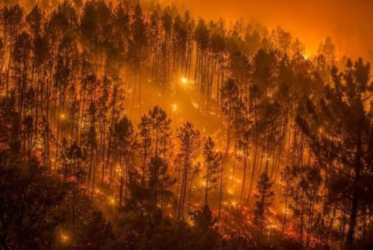 Guardabosques auxilian a un perrito de monte deshidratado por los incendios forestales en el Tolima