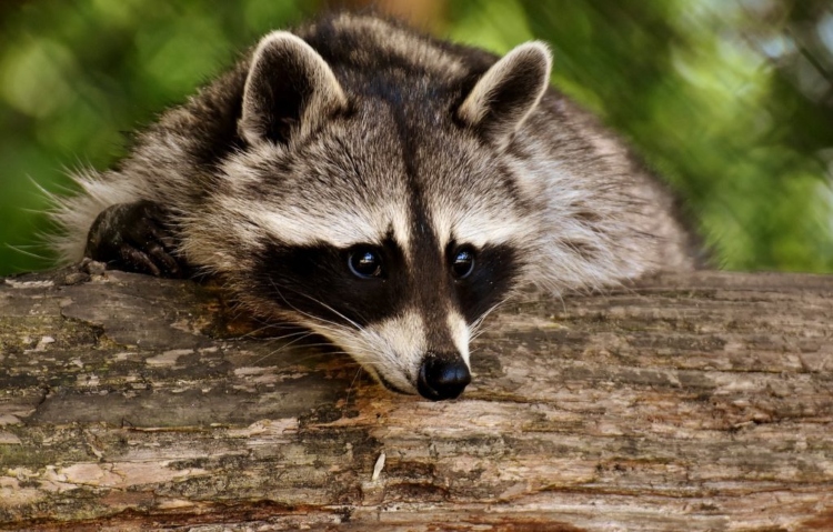 La Secretaría de Ambiente incautó 23 animales silvestres