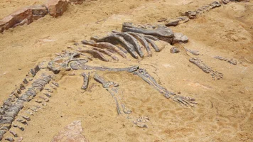 Musango-el-dinosaurio-que-vivio-hace-210-millones-de-anos-fue-descubierto-en-Zimbabue