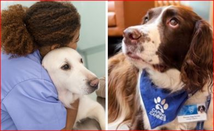 acv- Perros- tratamientos- pacientes-salud- Mayo Clinic-