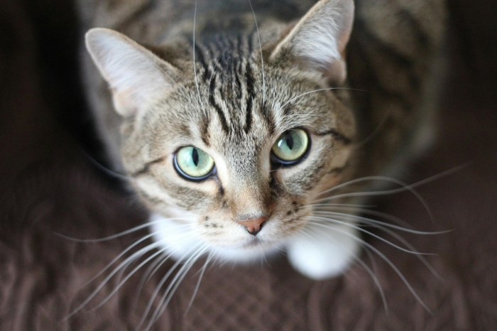 8agos- Dia del Gato- felinos- señales de alerta- prevensión - salud