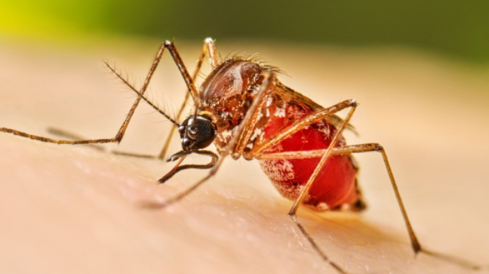 dengue