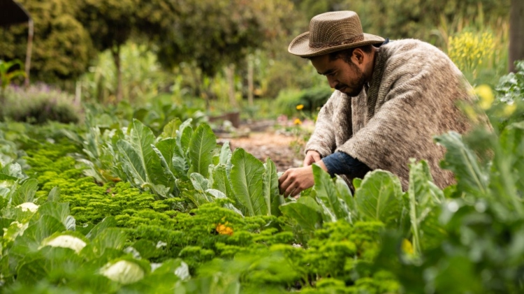 Bogotá recibe un reconocimiento por unir comunidades, nutrición y saberes del campo