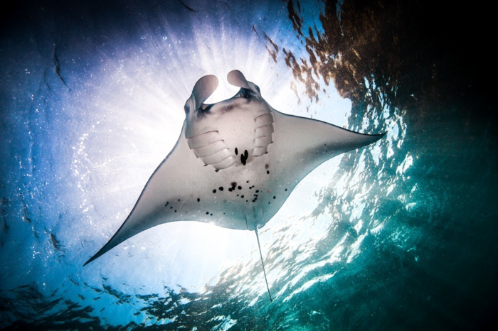 Dia-de-la-Mantarraya