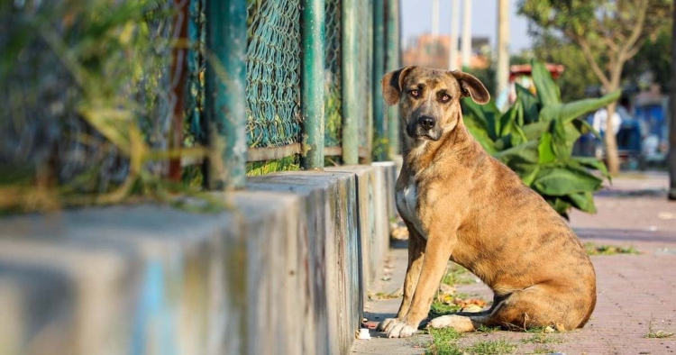 El IDPYBA descarta maltrato animal tras inspeccionar la vivienda de un canino geriátrico en Kennedy