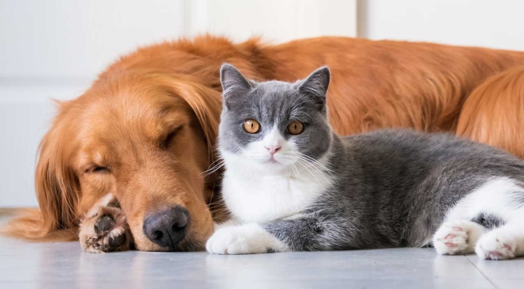 El Instituto Distrital de Protección Animal hace un llamado a prevenir accidentes de mascotas en bal