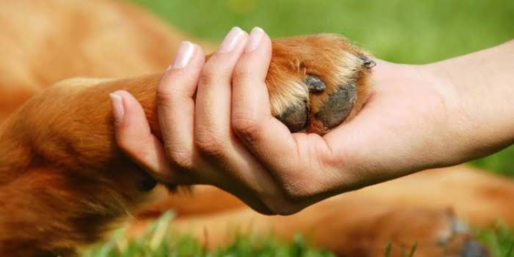 El Instituto de Protección Animal presenta la agenda de adopciones para septiembre de 2026