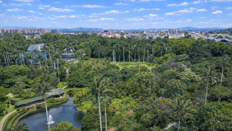 El Jardín Botánico de Bogotá lleva la Mutisia clematis a los bosques urbanos y huertas de la capital