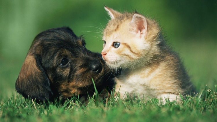 El programa Vecino Buena Pata promueve el cuidado comunitario de los animales