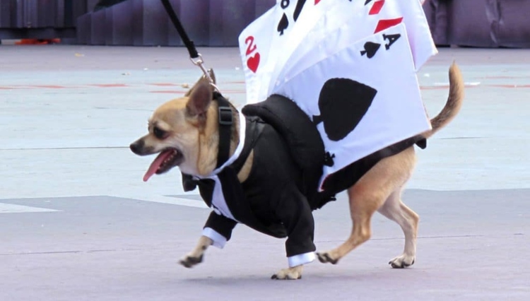 Tunjuelito celebrará el Día Mundial de los Animales con el 'Canigatón' y un concurso de disfraces