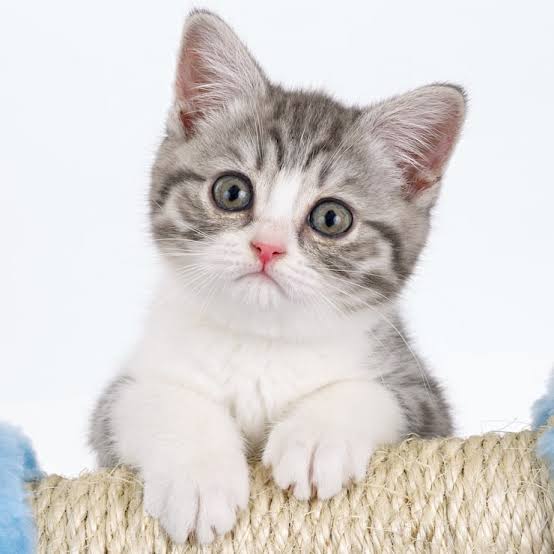 gatito4