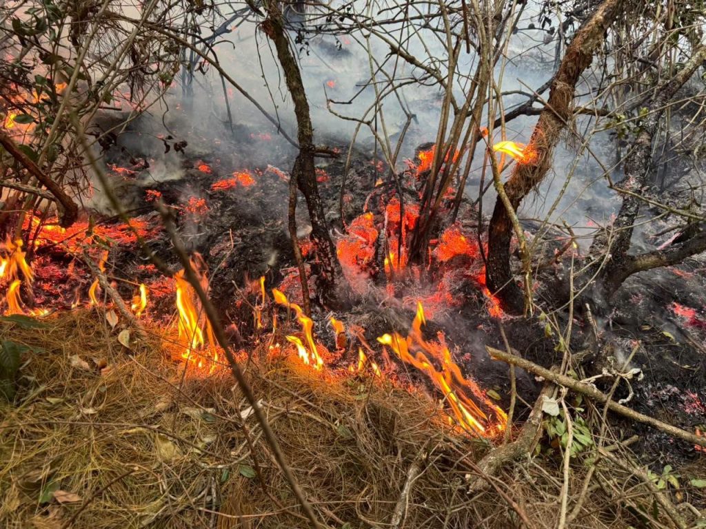incendios pasto